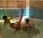 Se denne annonsen